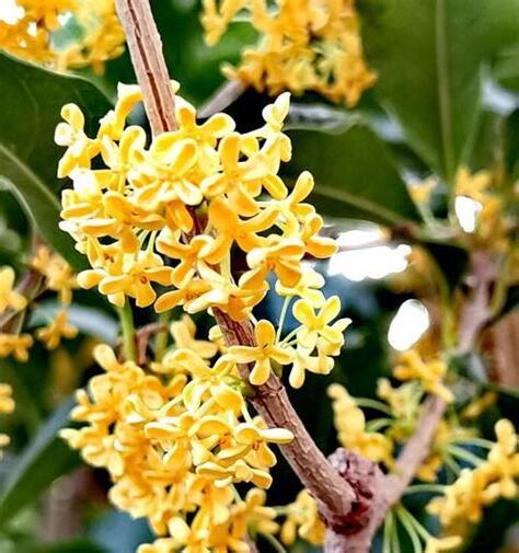 桂花 寓意